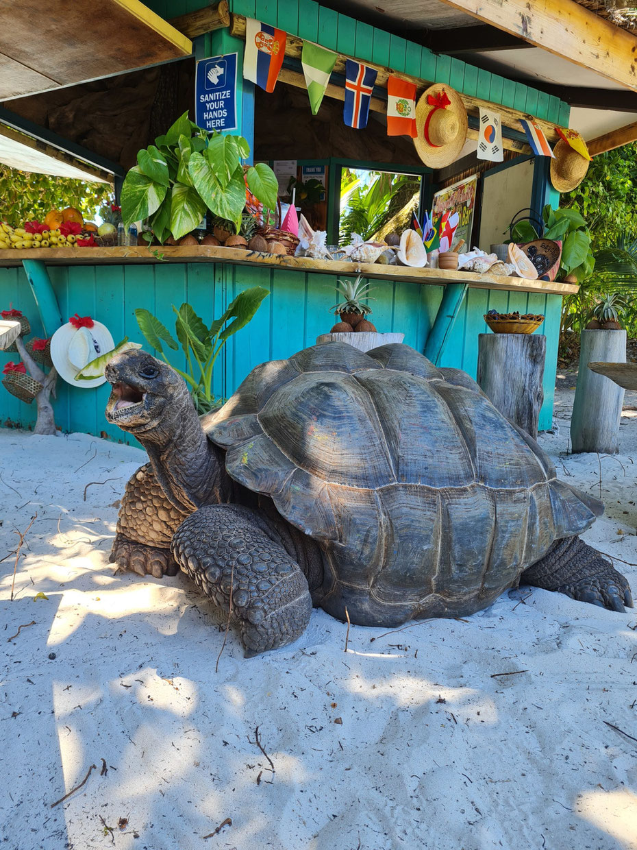 Riesenschildkröten Seychellen
