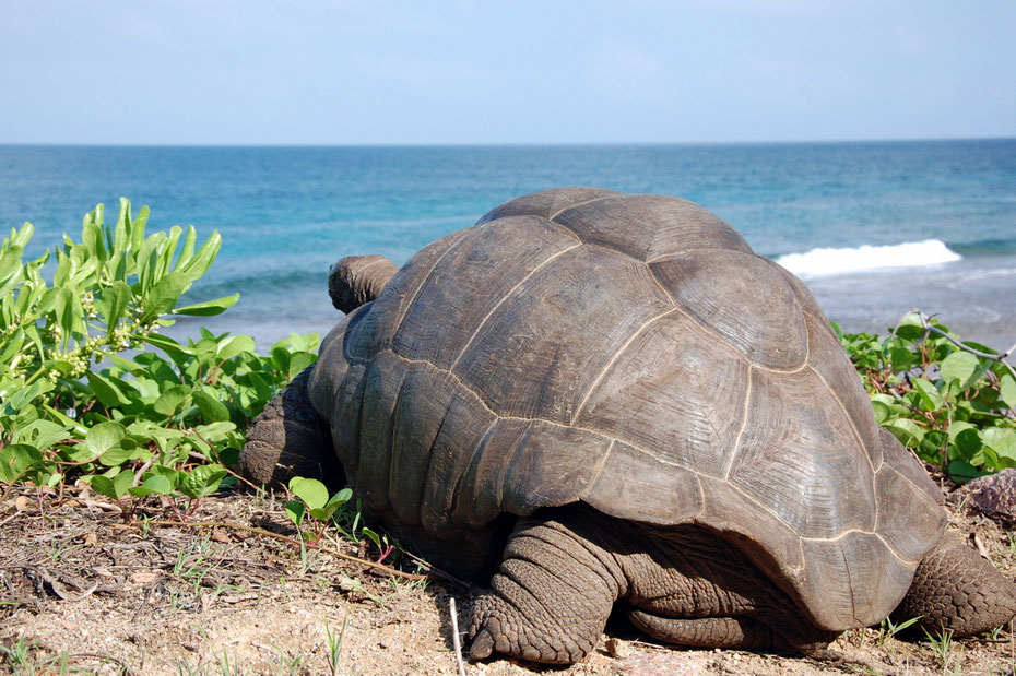 Aldabra-Riesenschildkröte auf den Seychellen (La Digue)