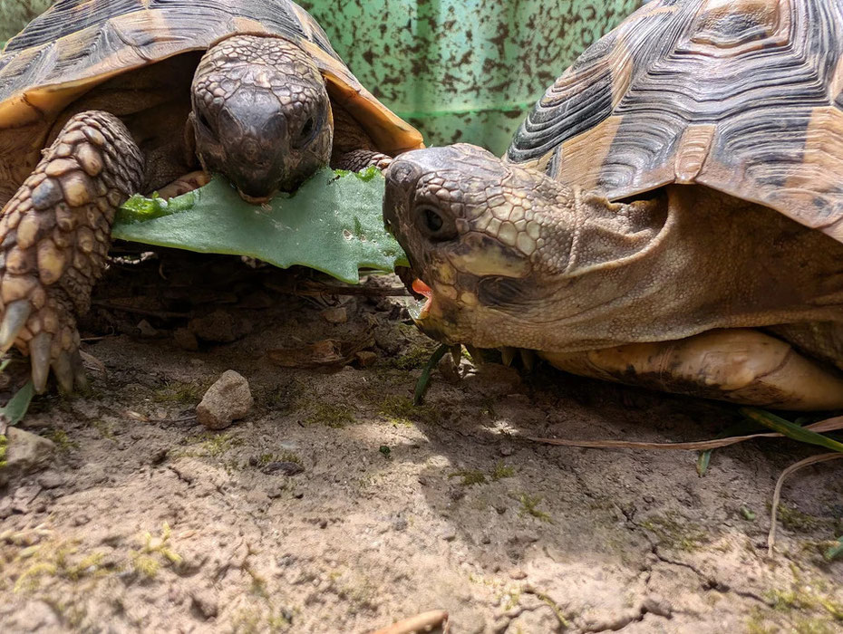 Griechische Landschildkröten