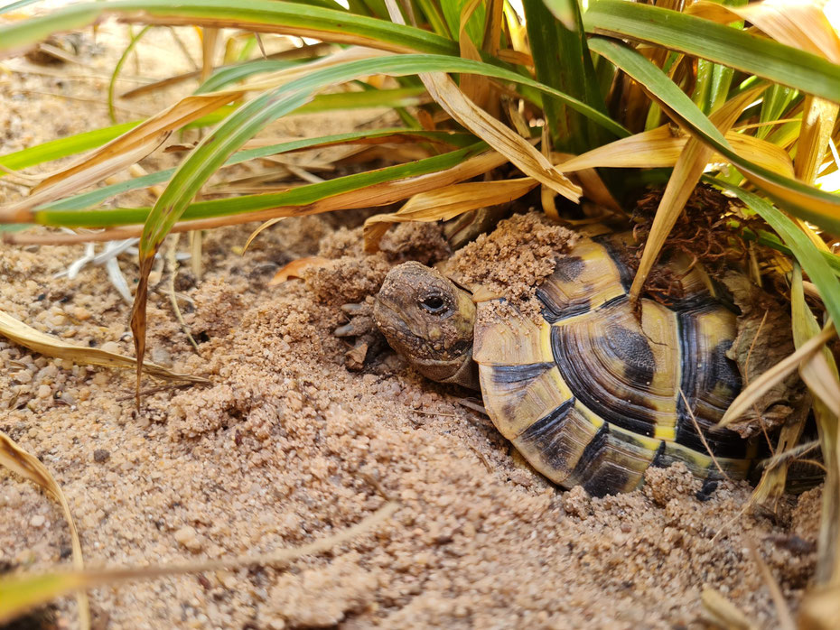 Foto des Jahres 2020 Platz 1 - Griechische Landschildkröte, Schattenplatz im Sand