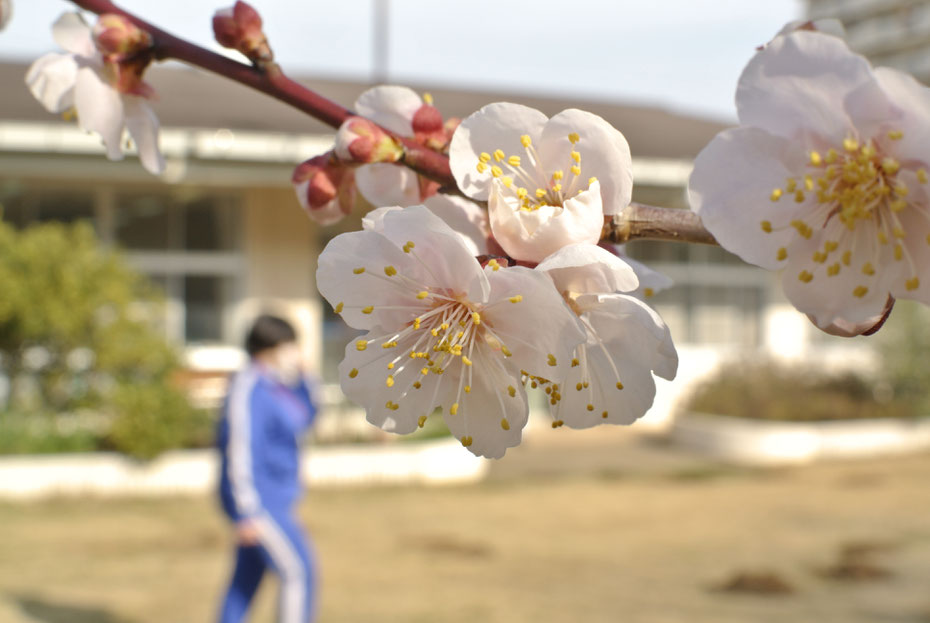 社会福祉法人オリーブの樹 ブログ ルック オリーブ！イメージ オリーブ鎌取 福祉作業所 日常活動 外活動 千葉市ことぶき大学校 ボランティア 園芸 畑 野菜づくり 就労移行支援 就労継続支援Ａ型 就労継続支援Ｂ型 障害者サービス 千葉市緑区鎌取 