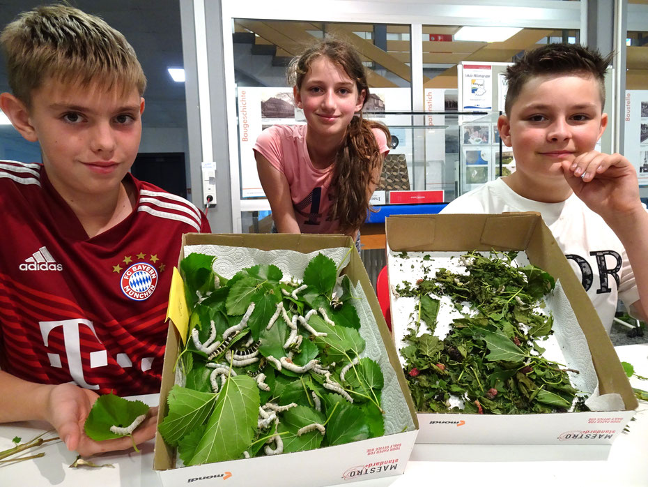 Nico, Mia und Cody (von links) haben die Raupen mit frischen Blättern des Maulbeerbaums (linker Karton) gefüttert.