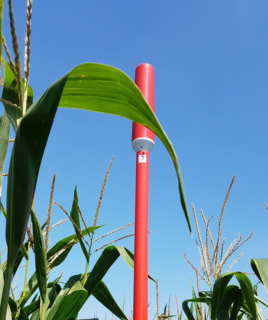 PlantCare IoT Sensor Monitoring corn, Pioneer Research Austria