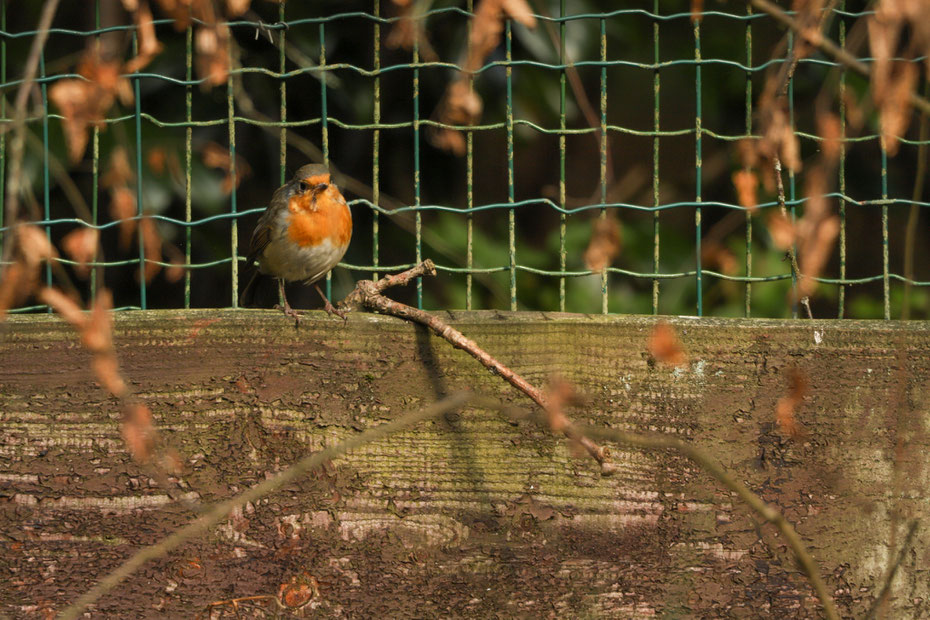 De roodborst