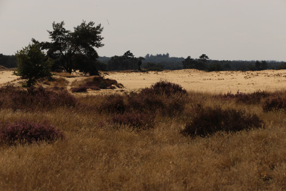 Nationale Park De Hoge Veluwe