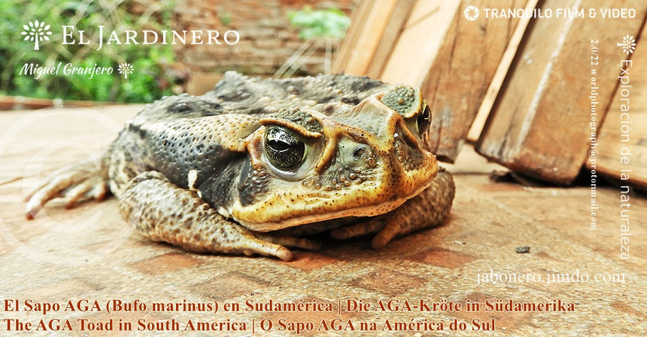 El Sapo AGA (Bufo marinus) en Sudamérica | Die AGA-Kröte in Südamerika | The AGA Toad in South America | O Sapo AGA na América do Sul