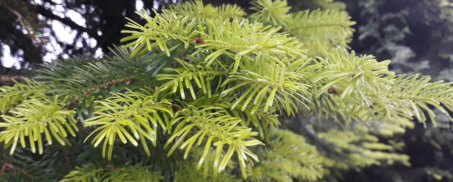 Gemeinschaftsleben Selbstversorgung Natur Ganzheitlichkeit Gesund Aussteiger