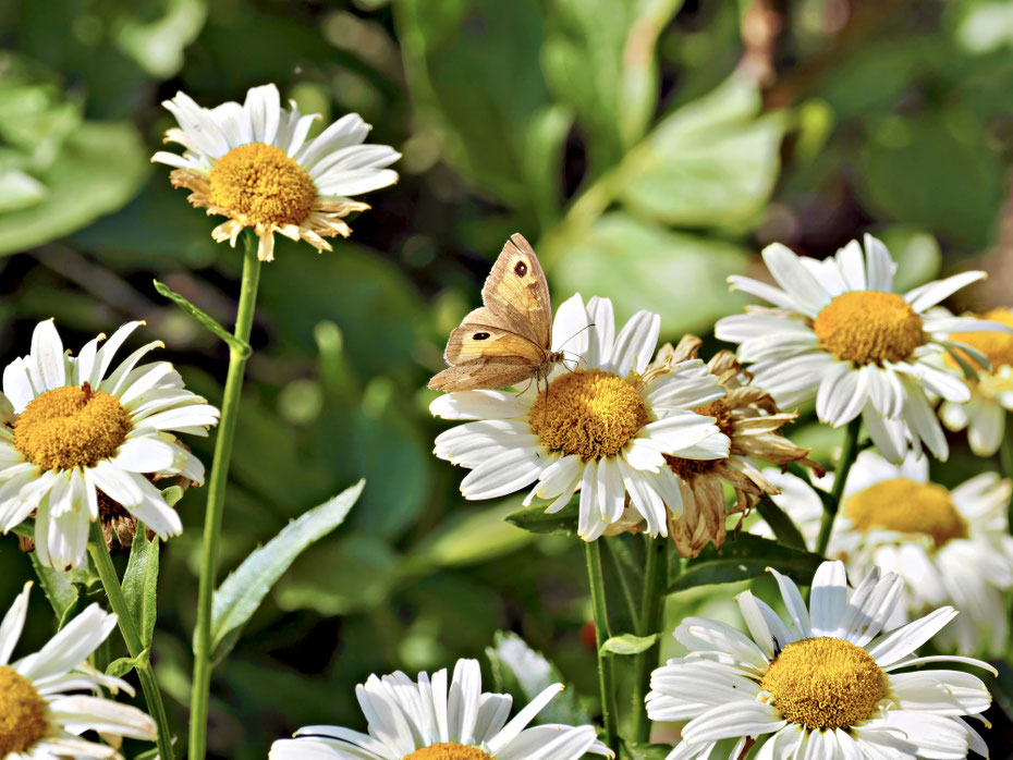 Meadow Brown