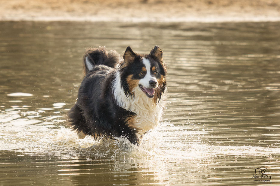 Australian shepherd Flint tijdens een avondshoot op de heide