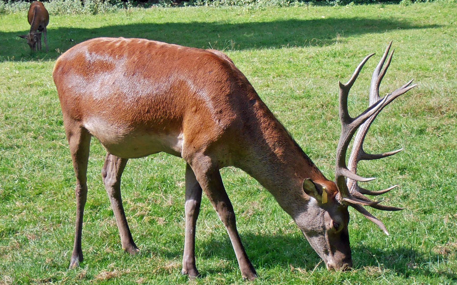 世界遺産「ビャウォヴィエジャの森」、立派な角を持つアカシカのオス