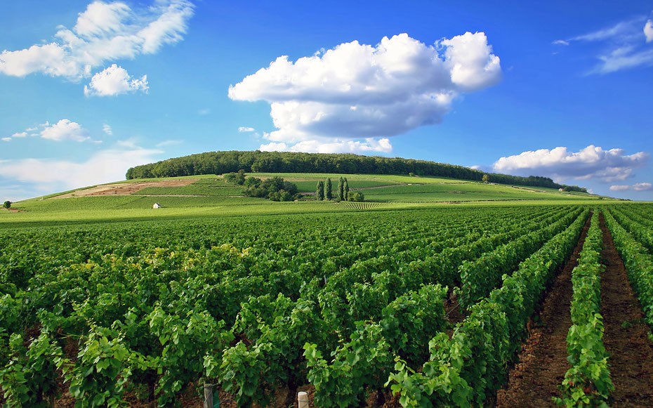 世界遺産「ブルゴーニュのテロワール、クリマ」、シャルルマーニュやコルトン・シャルルマーニュをはじめ数々の名ワインを生み出すコルトンの丘