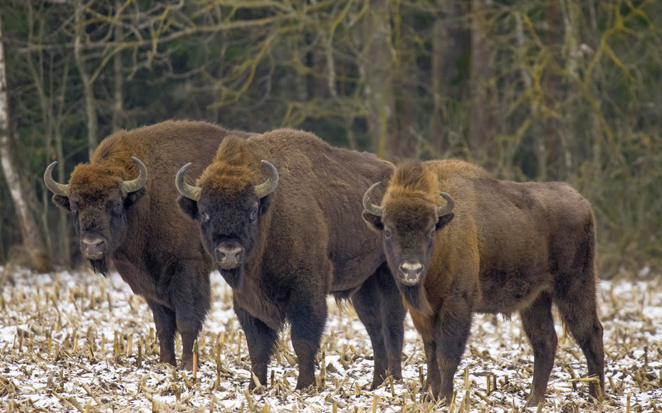 世界遺産「ビャウォヴィエジャの森」、一時は地域絶滅したヨーロッパバイソン