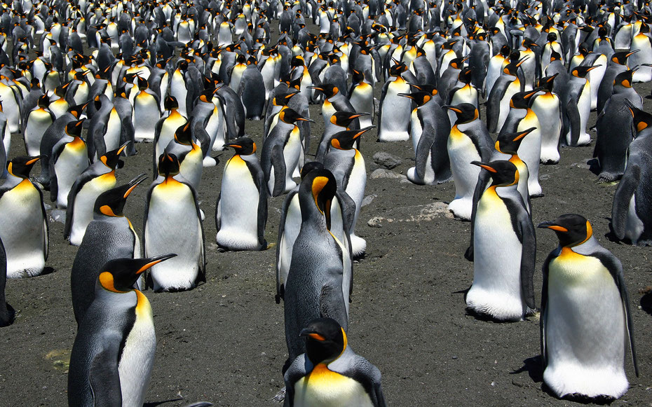 世界遺産「フランス領南方地域の陸と海」、クローゼー諸島ポセッション島のオウサマペンギン