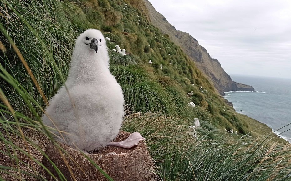 世界遺産「フランス領南方地域の陸と海」、アムステルダム島のヒガシキバナアホウドリのヒナ