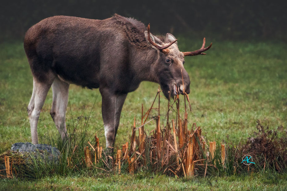 Elch im Wildpark Poing  //  Canon 1D Mark-III & EF 400 1:2,8 L & Canon Extender 1,4x Mark-II & Kenko 1,4x Konverter Pro 300 DGX