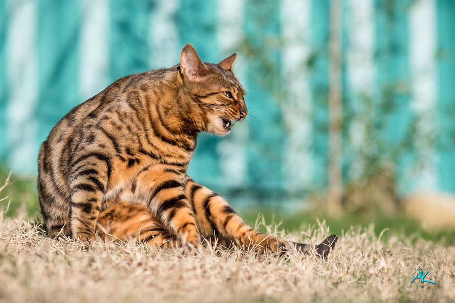 Fuji X-T1 & Viltrox 85mm 1:1,8 STM  |  Blende 2,0  |  1/4000s.  |  ISO 200