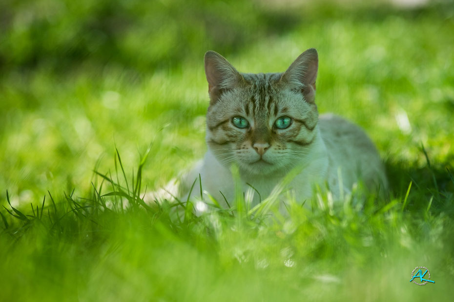 Fuji X-T1 & Viltrox 85mm 1:1,8 STM  |  Blende 2,0  |  1/2500s.  |  ISO 200