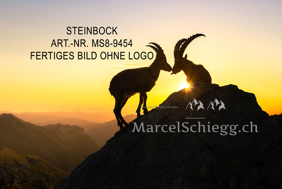 Wandbilder Steinböcke