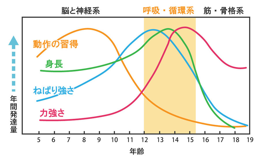 図表参考・出典：宮下充正「子どものスポーツ医学」