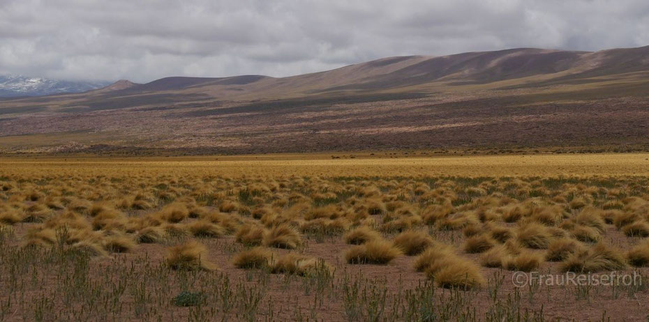 Wüste mit Gräsern und Bergen in Chile