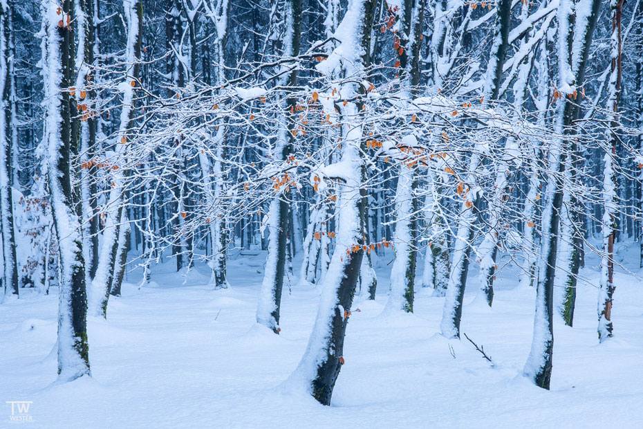 Frozen tree (B1580)