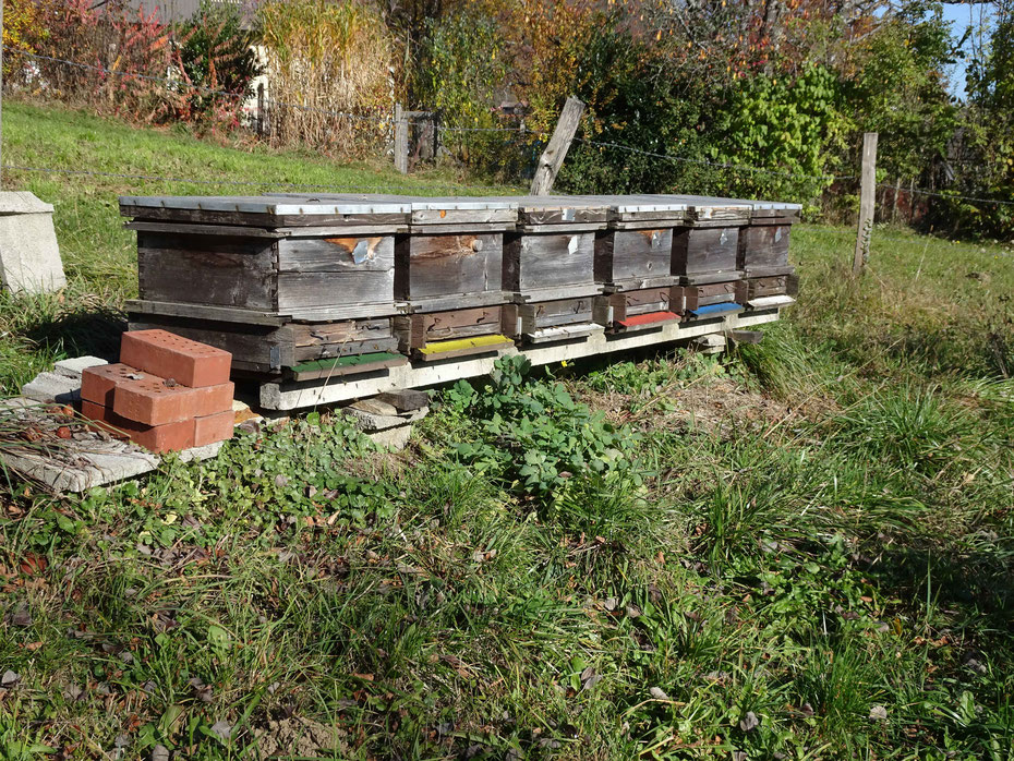 Auch die Bienen in Schoberberg genießen das warme Wetter. Es hat 18° am 1. November.
