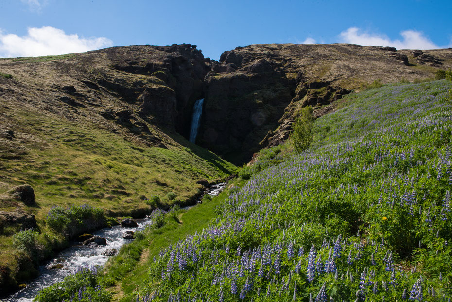 Der Sommer auf Island geizt nicht mit bunten Farben, blauem Himmel und ein paar Sonnenstrahlen. Zwischen dem vielen grau eine tolle Abwechslung. Der Wasserfall an der Südküste hätte zum längeren Verweilen eingeladen, aber wir hatten noch eine Menge vor...