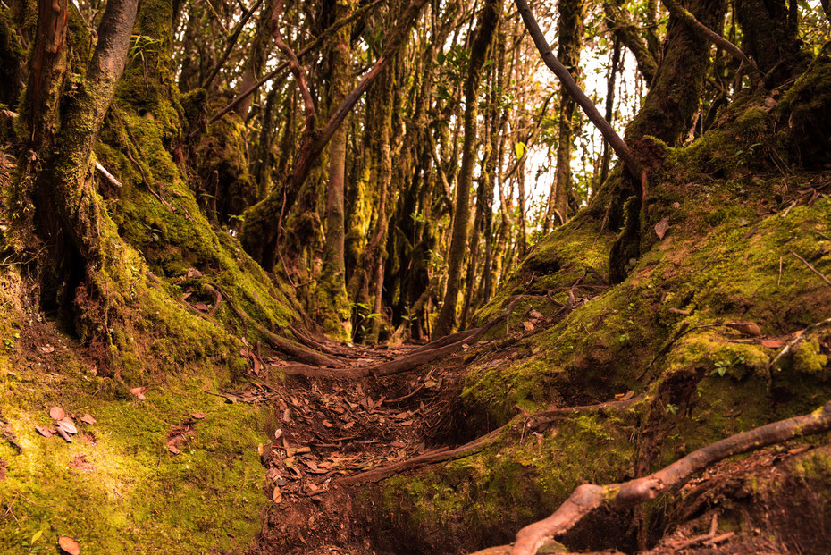 Der Mossy Forrest. Einer der ältesten Primärwälder der Erde, Lebensraum für zahlreiche Pflanzen und Tiere. Während der Wanderung fühlt man sich in das Filmset von Herr der Ringe versetzt. 