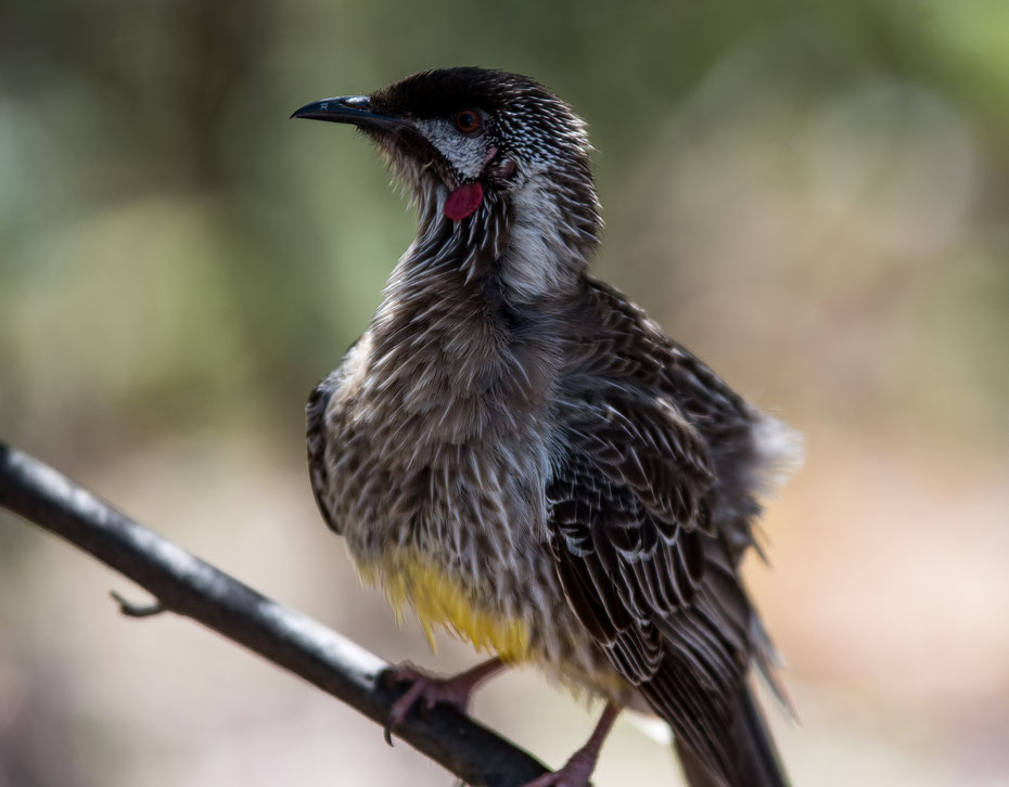 Birdwatching im Kings Park and Botanical Gardens Perth, Western Australia. 