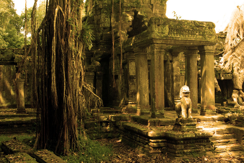 Die Natur holt sich zurück was ihr einst genommen wurde. Nirgends besser zu beobachten als im Ta Prom Tempel, Schauplatz des ersten Tomb Raider Films, deswegen auch der Beiname "Tomb Raider Tempel". 