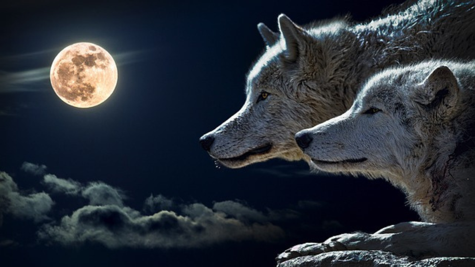 Welchen Wolf fütterst Du? – Wie Du innere Balance findest und Dein Leben bewusst gestaltest