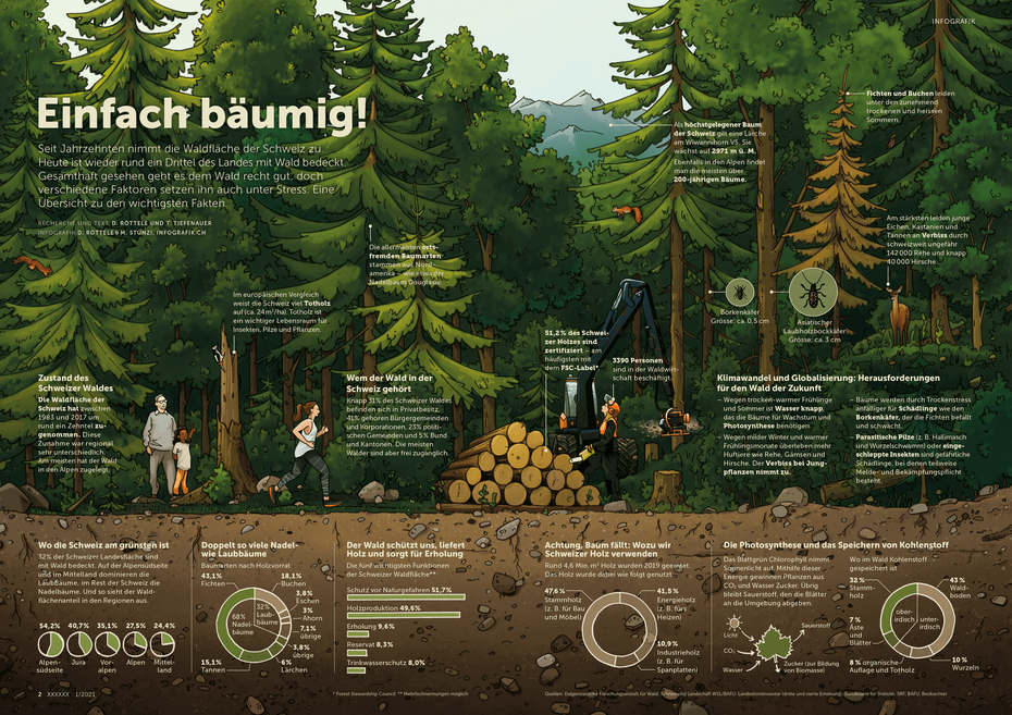 Infografik Schweizer Wald - Nadelbäume und Laubbäume, Photosynthese © Michael Stünzi
