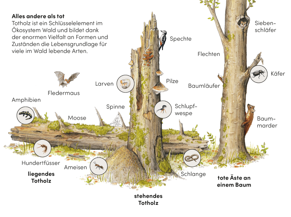 Wissenschaftliche Illustration zu Totholz und seiner Bedeutung für das Ökosystem Wald und die darin lebenden Arten © Michael Stünzi