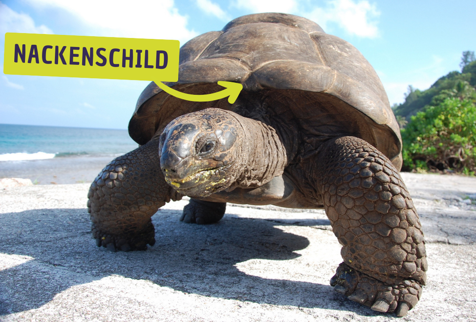 Nackenschild der Aldabra-Riesenschildkröte ist kein ganz sicheres Erkennungszeichen, da es bei einigen Tieren fehlt