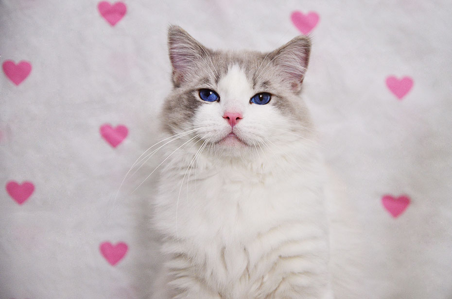 Ragdoll (English) - Fjärilflickans cattery