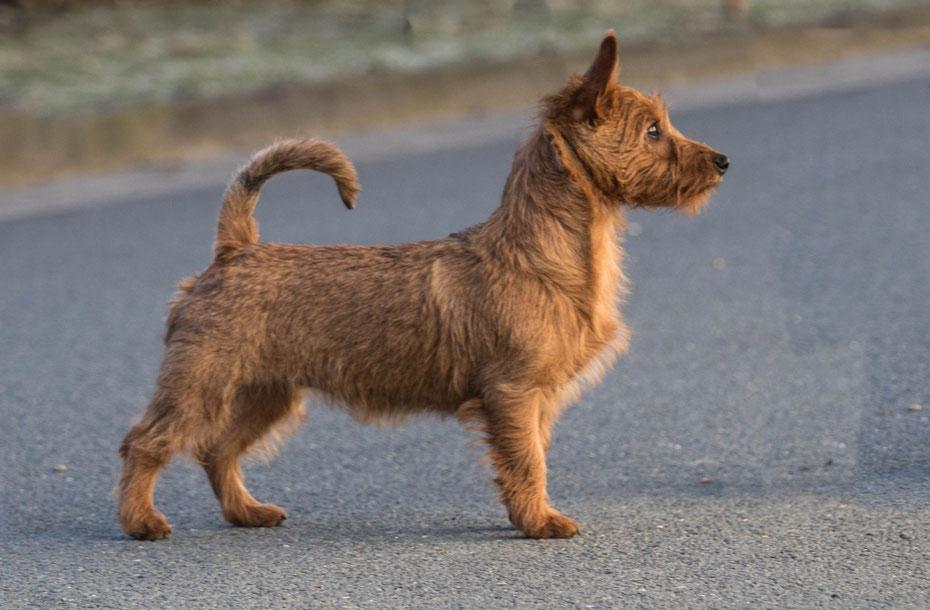 Australian Terrier von den Grauen Anfurten