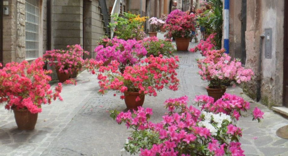 Le azalee sfilano nel centro storico di Supino (foto Federico Tipusi)
