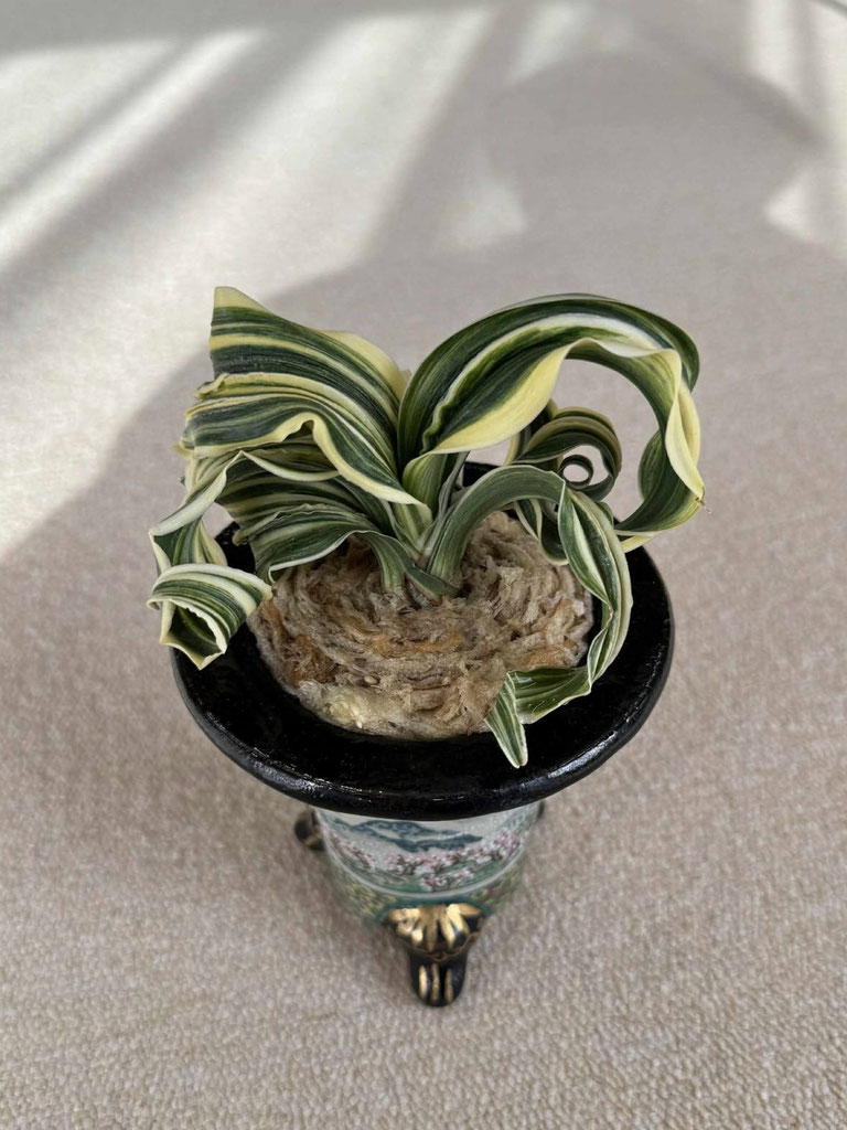 万年青「御国の光」 令和6年度 新登録品種 - 日本おもと協会