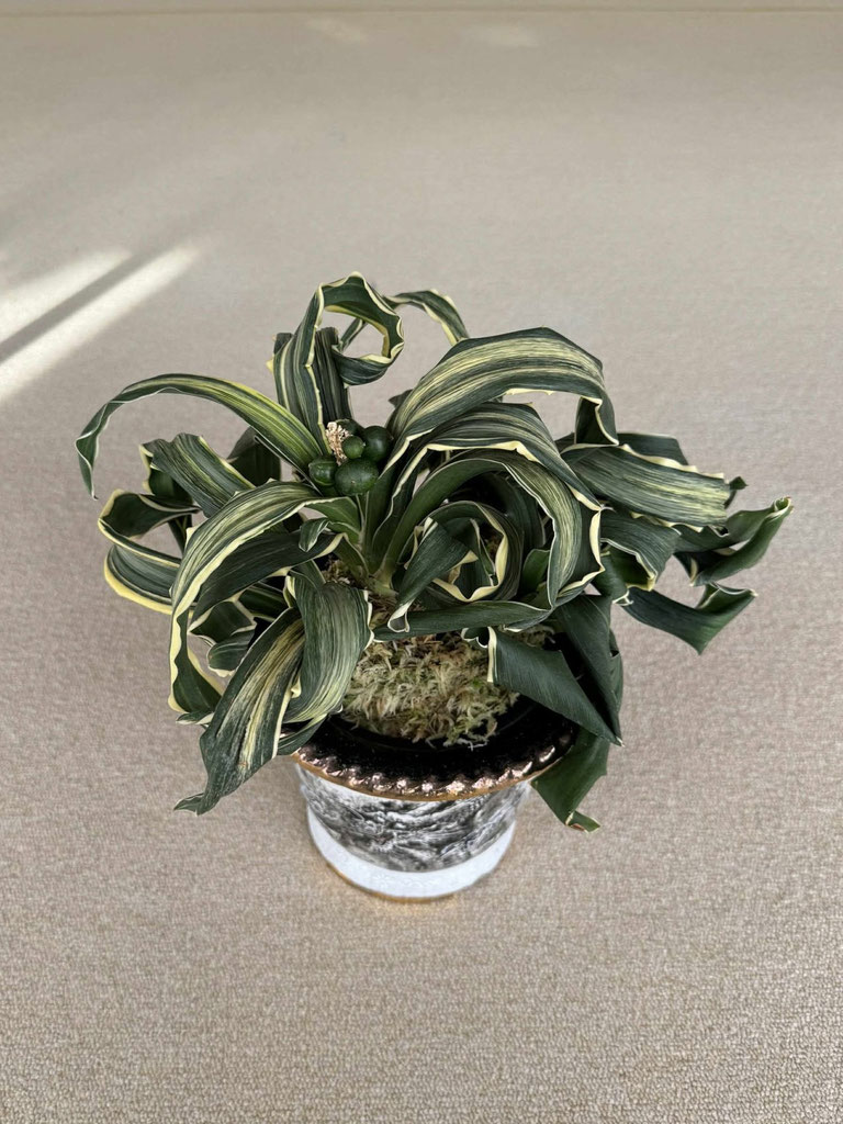 令和6年度 新登録品種 - 日本おもと協会