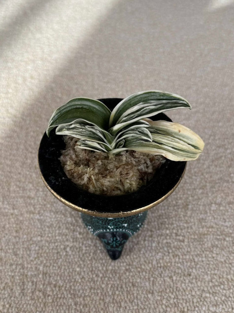 令和6年度 新登録品種 - 日本おもと協会