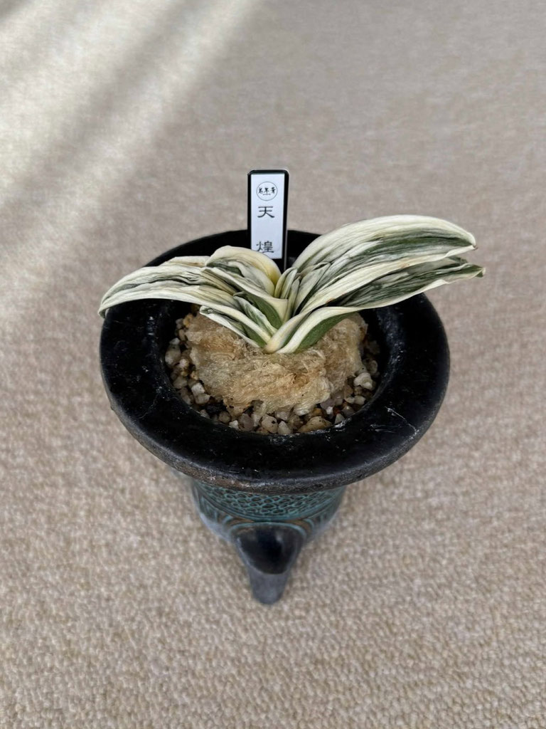 令和6年度 新登録品種 - 日本おもと協会