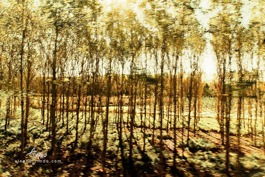 Bosque luminoso