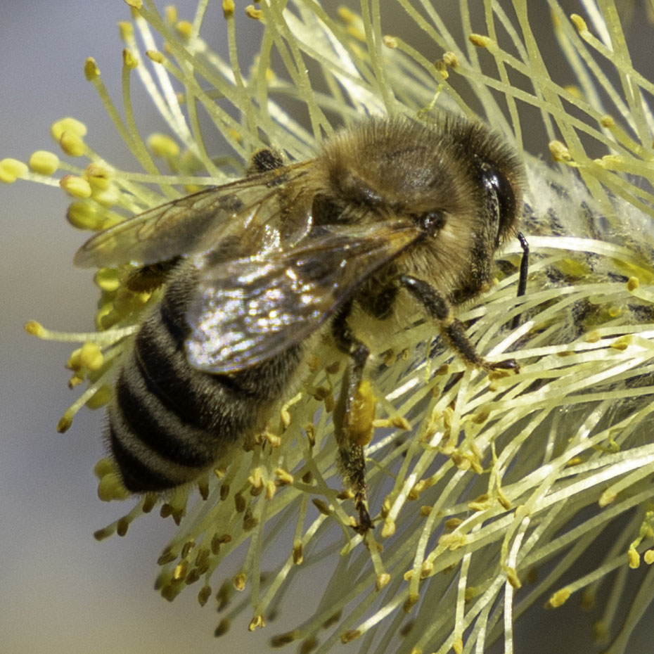 Der Frühling ist da #apismellifera #spring #frühling #bienen #honigbienen #bee #honeybee #honeybees #nektar #fleißigesbienchen #fleissige_bee_nchen #nature #nature #naturephotography #naturelovers