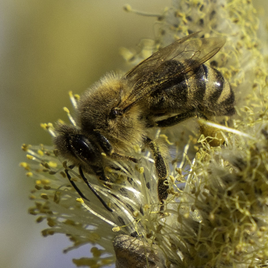 Der Frühling ist da #apismellifera #spring #frühling #bienen #honigbienen #bee #honeybee #honeybees #nektar #fleißigesbienchen #fleissige_bee_nchen #nature #nature #naturephotography #naturelovers