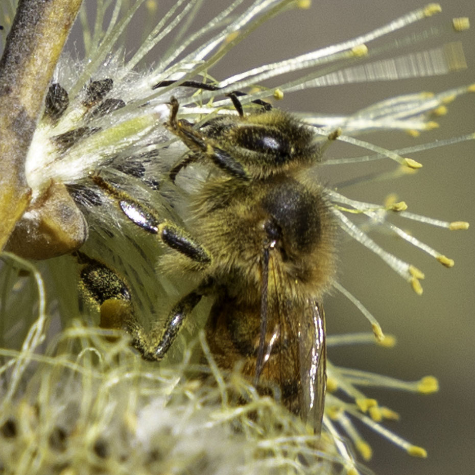 Der Frühling ist da #apismellifera #spring #frühling #bienen #honigbienen #bee #honeybee #honeybees #nektar #fleißigesbienchen #fleissige_bee_nchen #nature #nature #naturephotography #naturelovers