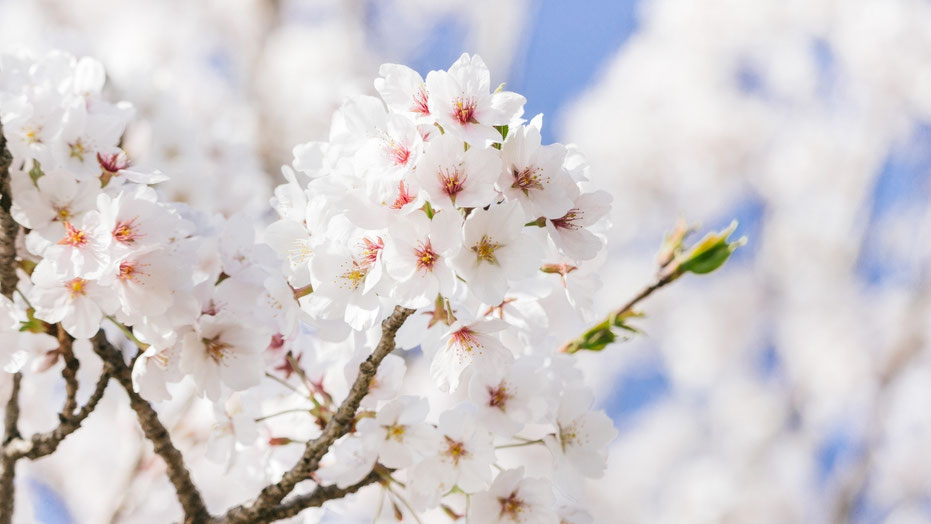 満開の桜の木