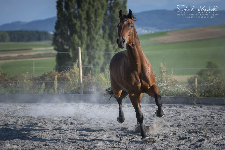 Fairplay, Schweizer Warmblut Pferd, Cornelia Falkenberg, Nicole Goetschi, Traumprinz, Pferde, Horse, Photographer/Fotograf: Daniel Kneubühl, www.danielkneubuehl.com