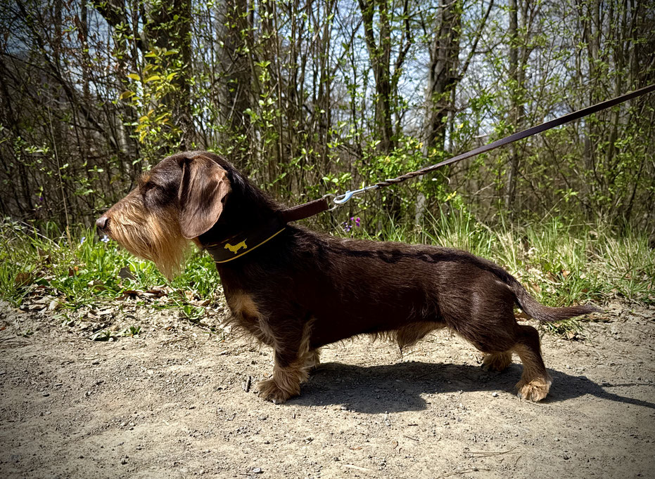 Lime knapp 3 Jahre alt