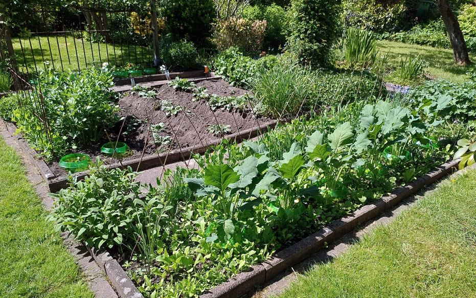 Gemüsegarten kleine Gemüsebeete Anbau von Gemüse