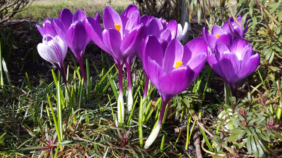 Zwiebelblumen lila Krokusse